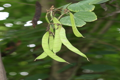 Bauhinia purpurea